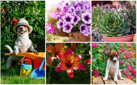 10 Best Dog-Safe Perennials - Garden Lovers Club