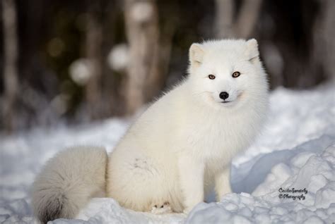 Download Snow Animal Arctic Fox 4k Ultra HD Wallpaper by Cecilie Sønsteby