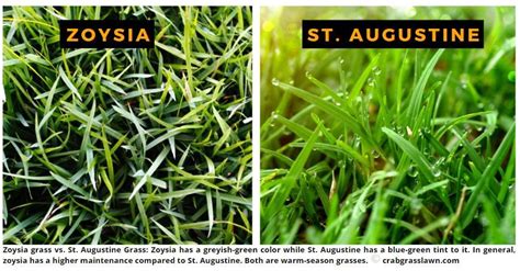 St. Augustine Grass vs Zoysia: Differences and How to Choose | Warm ...