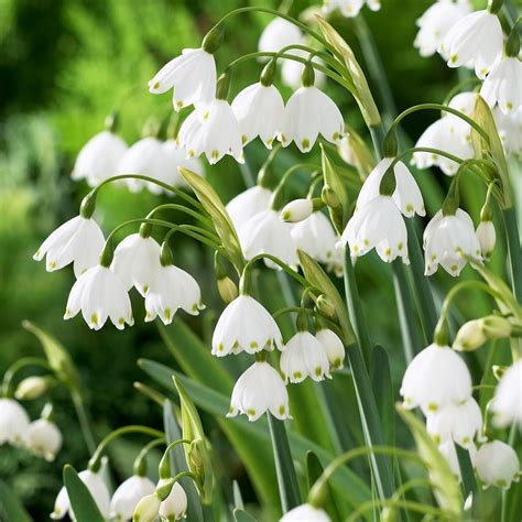 Leucojum aestivum 'Gravetye Giant' | White Flower Farm