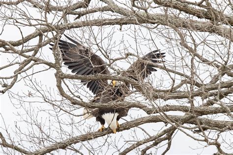 BALD EAGLES - MATING | BALD EAGLES - MATING-02218397.jpg | Allan Claybon | Flickr