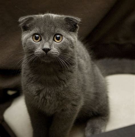 Greyish black Scottish Fold kitten photo.PNG (1 comment)