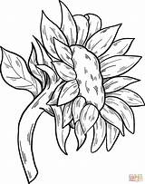 Sunflower coloring Page  Free Printable Coloring Pages sketch template