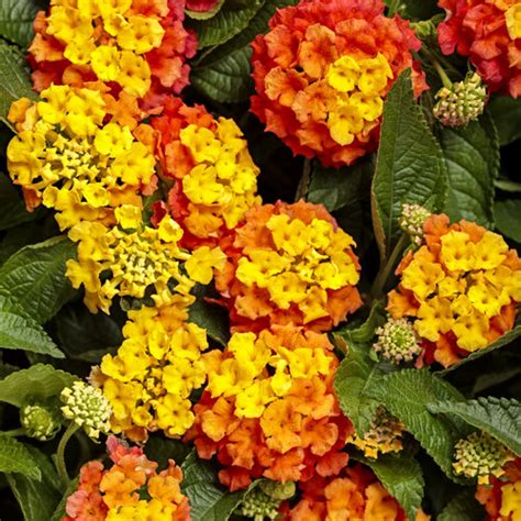 Luscious® Basket Tangeglow® - Lantana camara | Proven Winners