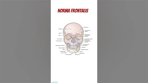 Norma Frontalis|| Anatomy of skull #anatomy #skull#frontal #maxilla #mandible #medical #doctor# ...