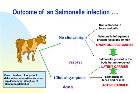 Salmonella Disease : Salmonella osteomyelitis in sickle cell disease ...