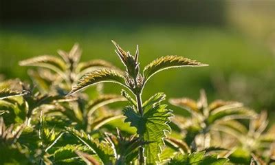 Nettle Root Prostate Health: Benefits, Science, and Usage | Botanical Cube Inc.