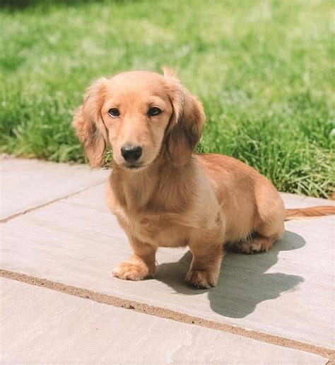 Long-Haired Miniature Dachshund: The Ultimate Purebred Icon