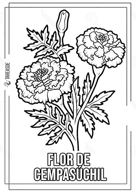 Flor de cempasúchil para colorear | Flor cempasuchil, Cempasúchil, Altar de muertos dibujo