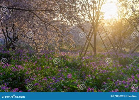 Wuhan East Lake Mountain Cherry Blossom Garden Spring Scenery Stock ...