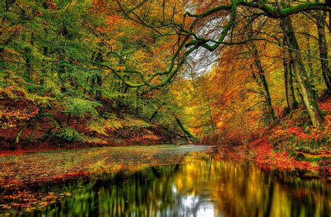 River in autumn forest, river, fall, colors, beautiful, serenity, reflection, trees, autumn ...