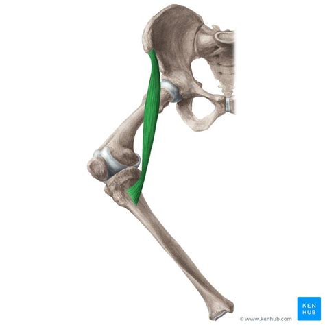 Did you know that the sartorius is the longest muscle in the human body? Click to discover ...