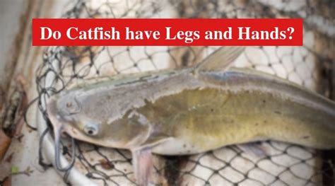 Do Catfish have Legs and Hands? - HookedOnCatfish