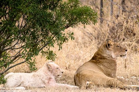 The White Lions of Timbavati a wonder in the wild and a hope to ...