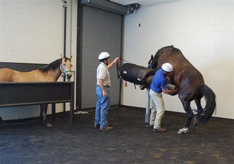 Artificial Breeding in Horses - Murray Veterinary Services