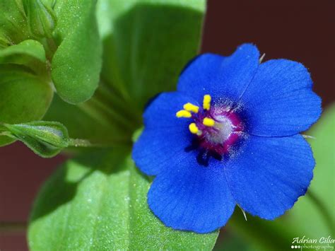 Blue Scarlet pimpernel | Flowers names, Beautiful flowers, Blue flowers