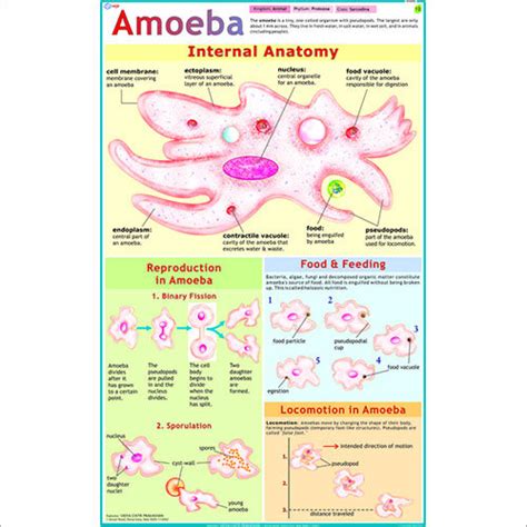 Life Cycle Of Amoeba Chart Dimensions: 70 X 100 Centimeter (Cm) at Best Price in Delhi | Vidya ...