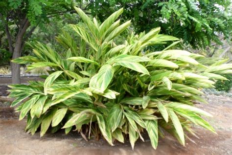 Alpinia zerumbet - Useful Tropical Plants