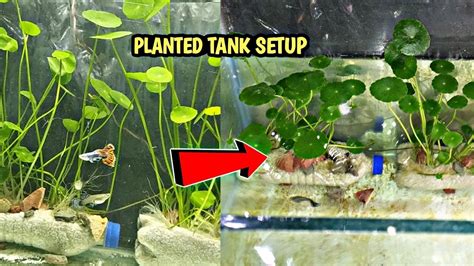 Planted Tank Setup||Aquarium Coin Plants Setup|Aquarium Plants Growing ...