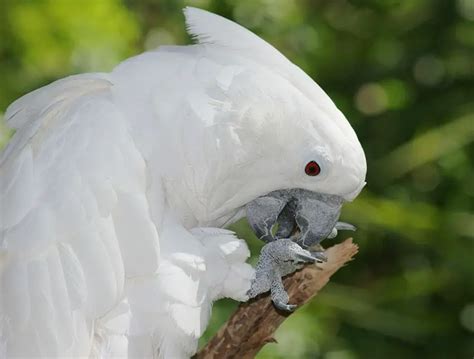 How to Deal with Cockatoo Behavior Problems | Birds Coo