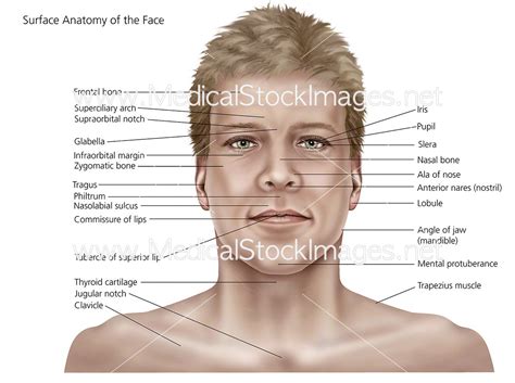 Surface Anatomy of the Face and Skin – Medical Stock Images Company