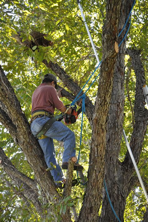 Tree Trimming Techniques - Canopy Tree Service