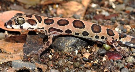 Wildlife delight: Rare Giri's Geckoella spotted in Nagpur