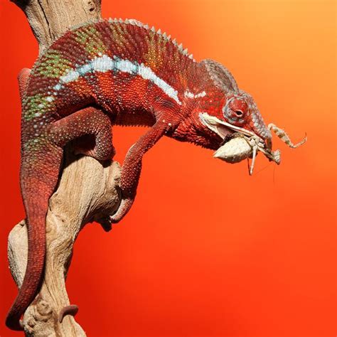 Chameleon Diet Guide: The Proper Method to Feed