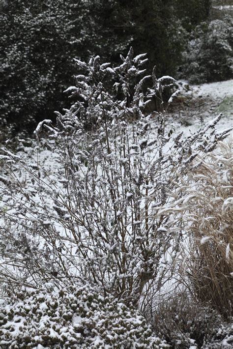 Preparing Butterfly Bushes For Winter - Should I Prune My Butterfly Bush For Winter | Gardening ...