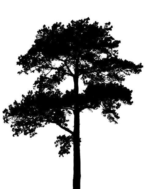 Free photo: tree silhouette - Nature, Painting, Plant - Free Download - Jooinn