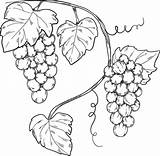 Grapevine coloring Page  Free Printable Coloring Pages sketch template