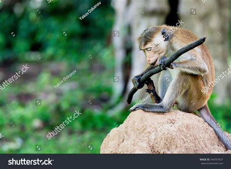 Serious Monkey Holding Stick Stock Photo 544797427 | Shutterstock