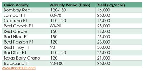 Best Onion seed varieties in Kenya | Agcenture