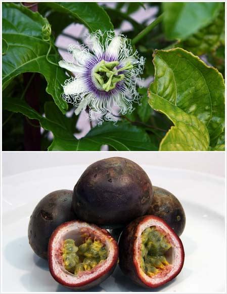 Black passionfruit and flower – Citrus, berries, exotic fruit and nuts – Te Ara Encyclopedia of ...