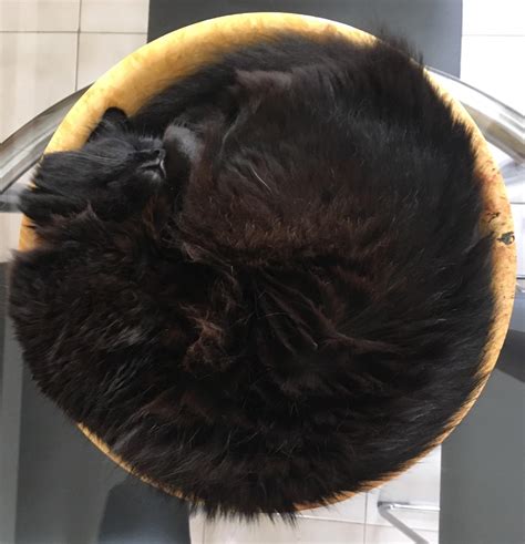 Someone suggested I repost this here, cat bun in a fruit bowl : Catbun