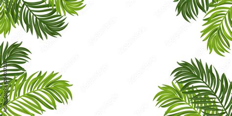 Tropical leaves frame. Summer Tropical palm tree on white background ...