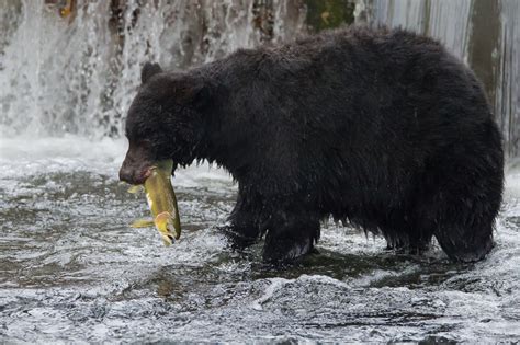 Black Bears Canada - Fascination Wildlife