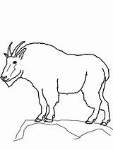 Drawing Mountain Goat Coloring Pages  Color Luna sketch template