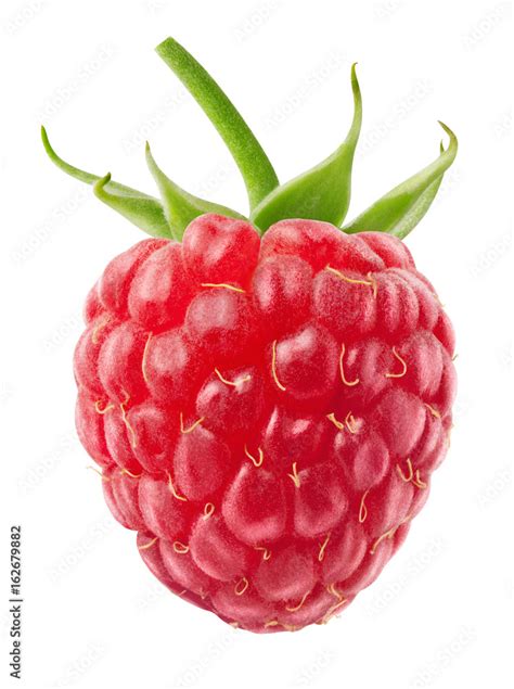 Isolated berry. One single fresh raspberry fruit isolated on white background with clipping path ...