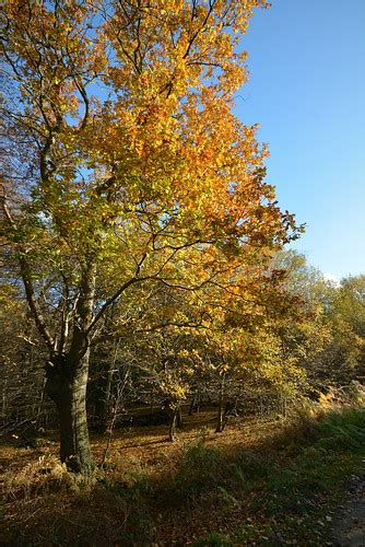 Epping forest autumn | isdmerkel | Flickr
