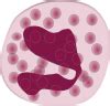 Neutrophil Granulocyte Clip Art at Clker.com - vector clip art online, royalty free & public domain