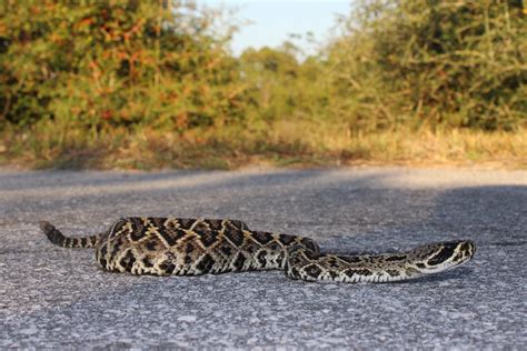 Small Rattle Snakes In Florida