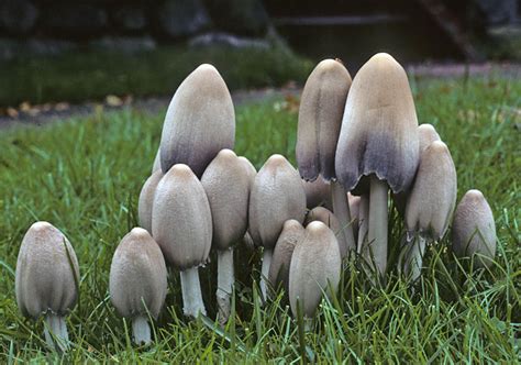 Coprinopsis atramentaria