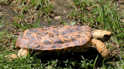 Pancake Tortoise - Elmwood Park Zoo