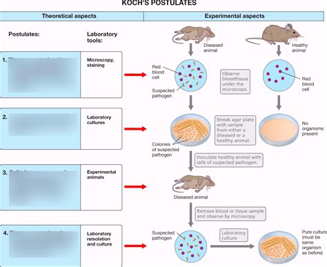 Robert Koch's Postulates (Diagram) Diagram | Quizlet