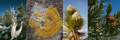 Animals and Plants - Death Valley National Park