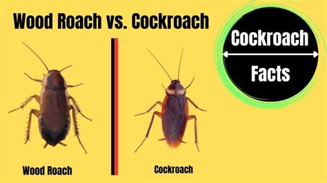 Wood Roach vs. Cockroach: A Detailed Guide - The Cockroach Facts