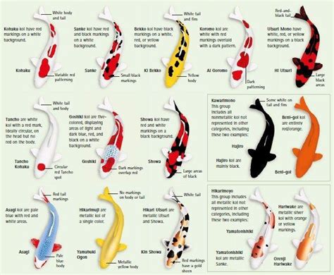 types of koi infographic chart guide #koi #koitattoo Pez Koi Tattoo ...