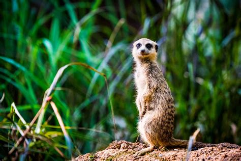 What Do Meerkats Eat? - A-Z Animals