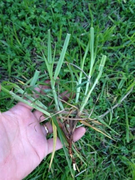 weed identification: is this quackgrass?